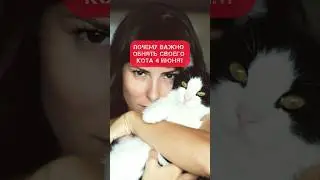 Почему важно обнять своего кота 4 июня?