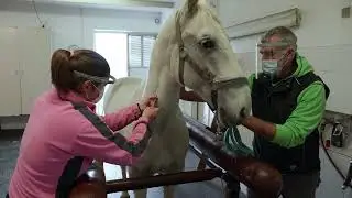 Univerza v Ljubljani, Veterinarska fakulteta (NAKVIS)
