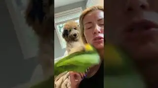 Funny moments of dogs and parrots. #dog #funny #animallife #pets #parrot