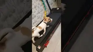 Dog Fails While Testing Owner&rsquo;s Treadmill