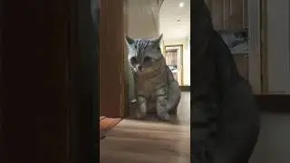 Три ошибки, которые нельзя допускать на работе #motivation #cat #видосыоткота #мотивациядня #кот