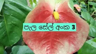 වටින පැල Package එකක් ගමුද ?