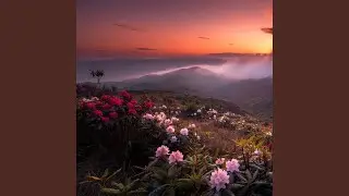 Find Your Bliss
