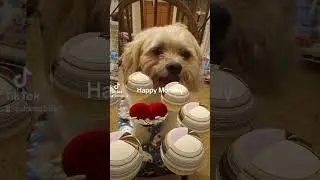 2024 10 21 160811892#shihztu poo #shihtzu