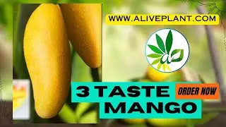 3 TASTE MANGO || HOW TO IDENTIFY THIS MANGO || ORDER NOW - WWW.ALIVEPLANT.COM