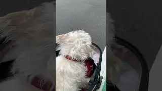 多分、犬。