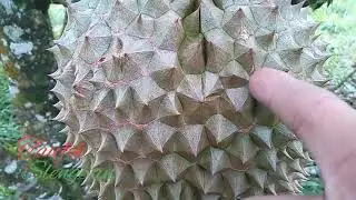 Tanda buah Durian montong siap panen