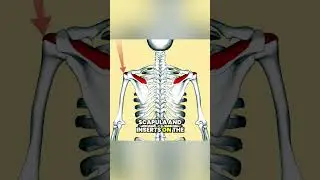 SUPRASPINATUS Muscle Explained in 60 Seconds! #Supraspinatus #ShoulderAnatomy