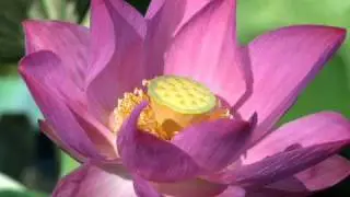 OM Tryambakam_Mantra for Self Liberation.wmv