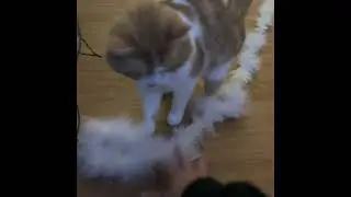 The Fetching Cat