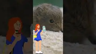 Most amazing animal in the world | how different animals from others |  Shrew viral |