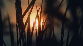 Free footage video background | background video nature