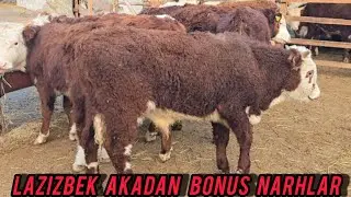 LAZIZBEK AKA NARHLARNI ARZONLATIB YUBORDI 🔥✅️👍