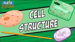 GCSE Biology: Revision Guide | Plant, Animal, Bacteria Cells & Orders of Magnitude