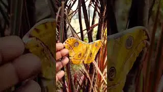 Spotted Beautiful Moth in Our garden 🏡 #butterfly #naturelovers #garden #specialstory