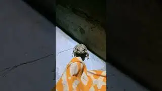 Frog🐸 #viralvideo #frogvideos #shorts