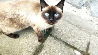  FILIPINA BELGIAN LIFE : MY UNEXPECTED VISITOR 