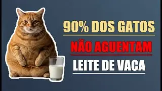 A Bomba Relógio Que Você Ativa Toda Vez Que Dá Leite Pro Gato