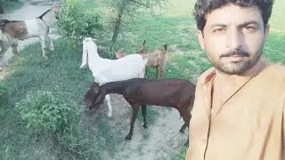My beautiful brown and red goats eating grass in my village farm house 6 August 2024