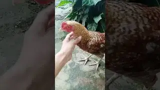 My Pet is Chicken #pet #chicken #cute #friendly #shorts