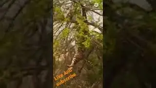 tiger fall from tree #shorts
