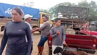 Feira de caprinos e Ovinos de Monteiro PB 17/01/2026/ parte 2