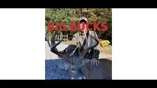 Giant Illinois Whitetails. giant bucks. Deer hunting