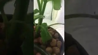 salvia divinorum