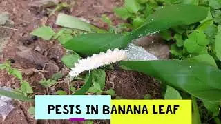 Banana skipper caterpillars, Leaf roller, butterfly attacks, Avoid pests for better fruit production