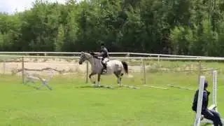 Pretty 'Eloquence' - Canadian Warmblood