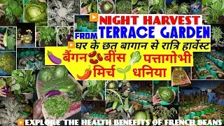 NIGHT HARVEST FROM TERRACE GARDEN |बींस,पत्तागोभी,बैंगन,मिर्च,धनिया| HEALTH BENEFITS OF FRENCH BEANS