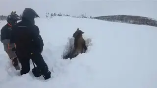 Tierischer Pannendienst : Ein Elch auf Abwegen