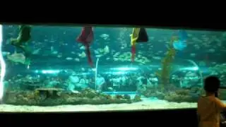 manila ocean park mermaid show