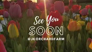 Springtime on the Farm:  U-pick Tulips  2023 | JK Orchard & Farm in Lima, Ohio