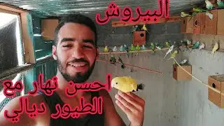 جولة مع طيور البادجي 😍( البيروش ) 🦜 في قفص كبير🦜🦜