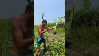 The land is harvesting new crops 65 #shorts #shoots #harvesting #agriculture #farming #cutting