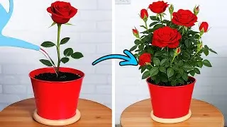 Unseen Garden Hacks: Revive Your Plants with Household Items