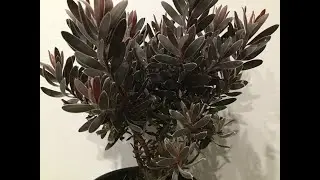 Gothic Gardening: Leucadendron Ebony Evergreen Shrub for Privacy/Screening