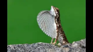 fan throated lizard