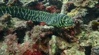 Plongee Diving Buceo en Cartagena de Indias - Caribe Colombiano Diving - www.divecol.com