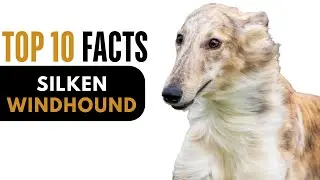 Top 10 Facts About Silken Windhound  - Complete Information About Silken Windhound  Dog