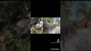 Traumpferde/ Spanish HORSE / DREAM HORSE / PRE / Piro FREE