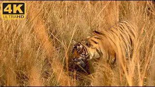The subadult cub of T124 aka Riddhi from #ranthambore practices stalking skills on a sambhar deer