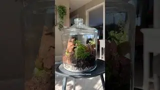 Creating a self sustaining terrarium and a 6 month update #terrarium #plantcaretips