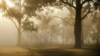 Gentle Calm for Bedtime | Sleep &bull; Reading &bull; Meditation