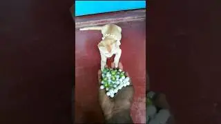 Reverse Cat Magic &ndash; ASMR That Hypnotizes You 😻🎶 #shorts #cat #asmr #satisfying  #kitten