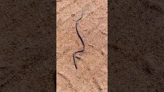 Cobra chumbinho a menor serpente brasileira #shorts #cobra #snake #biology