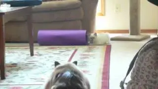 Angry Fat Cat vs. Skinny Cat