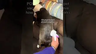 Quiet Grooming Vacuum Doesn&rsquo;t Scare My Dog! #groomingvacuum