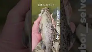 Trout catch and cook 🐟 🏕  🦑 Surpreenda na cozinha com frutos do mar! Comente 